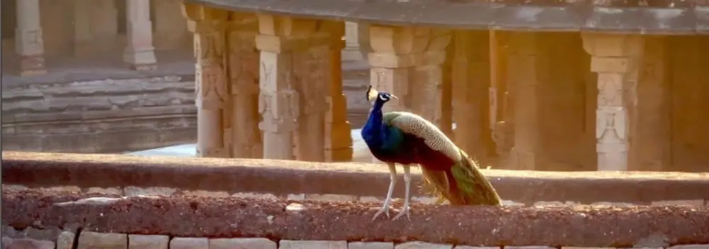 Eternal Civilisation: A G20 Documentary — still 1